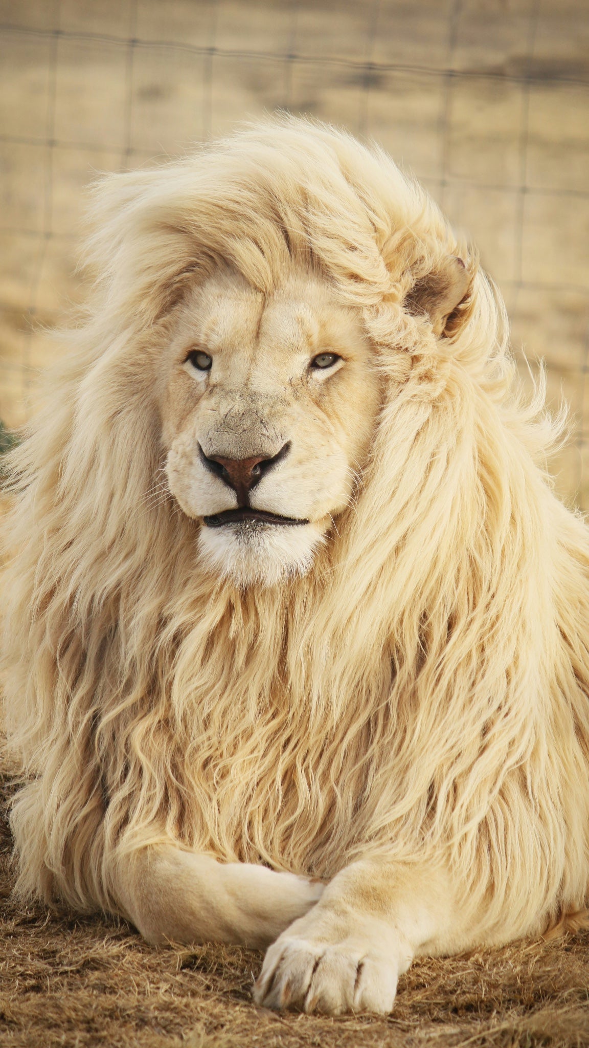 White lion resting in daylight