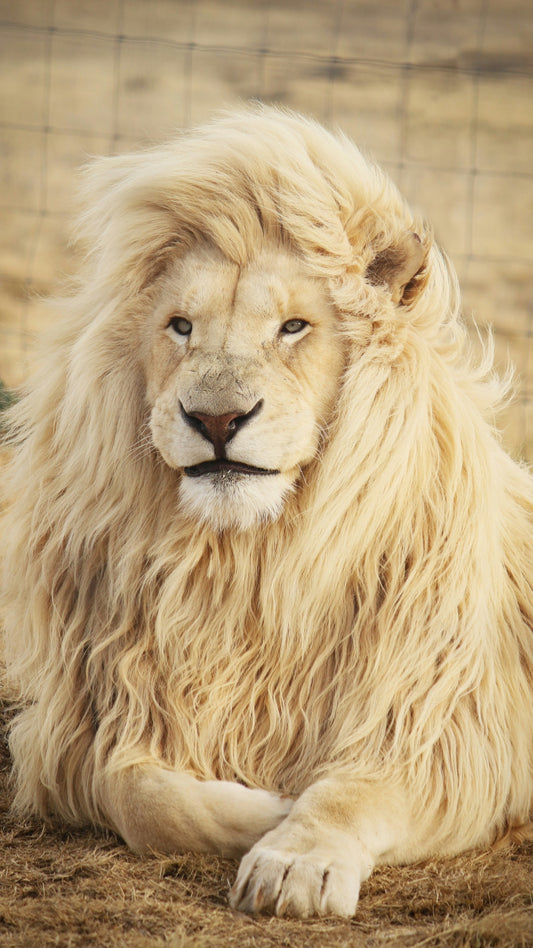 White lion resting in daylight