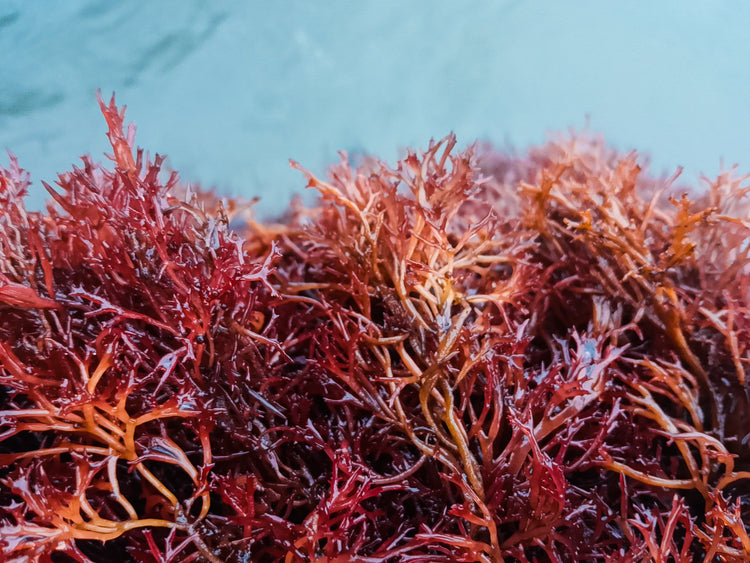 Wet red seaweed, Chondrus Crispus